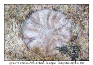 Cycloseris sinensis