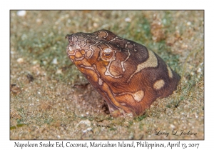 Napoleon Snake Eel