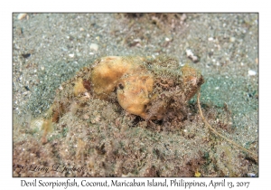 Devil Scorpionfish