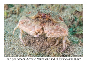 Long-eyed Box Crab