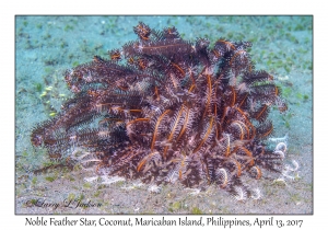 Noble Feather Star