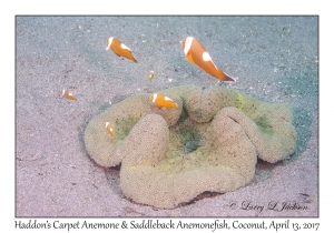 Haddon's Carpet Anemone & Saddleback Anemonefish