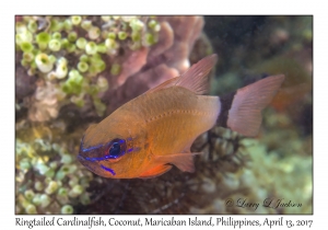Ringtailed Cardinalfish