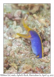 Ribbon Eel