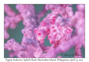 Pygmy Seahorse