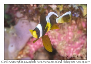 Clark's Anemonefish