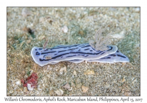 Willan's Chromodoris