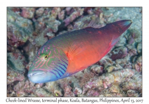 Cheek-lined Wrasse