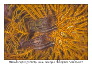 Striped Snapping Shrimp pair