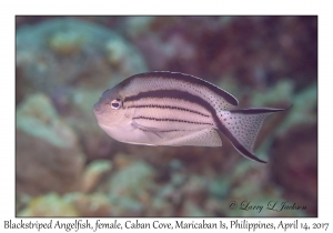 Blackstriped Angelfish