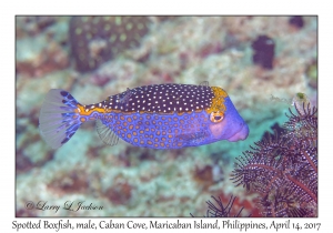 Spotted Boxfish