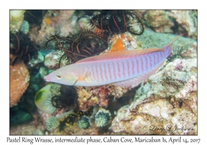 Pastel Ring Wrasse