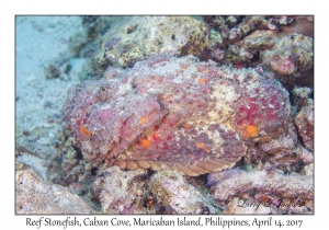 Reef Stonefish