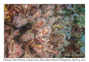 Delicate Tube Worms