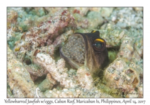 Yellowbarred Jawfish