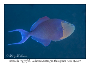 Redtooth Triggerfish