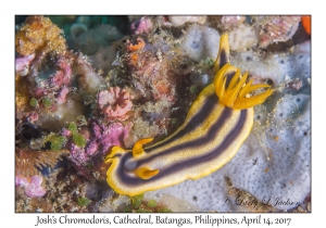 Josh's Chromodoris