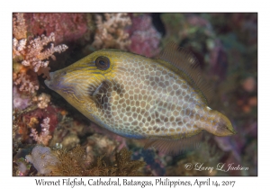 Wirenet Filefish