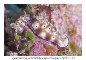 Tryon's Hypselodoris