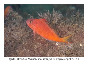 Lyretail Hawkfish