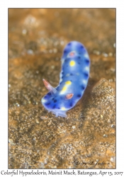 Colorful Hypselodoris