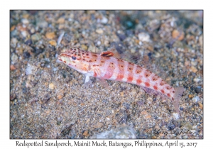 Redspotted Sandperch