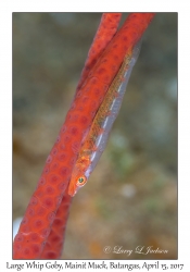 Large Whip Goby