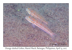 Orange-dashed Gobies