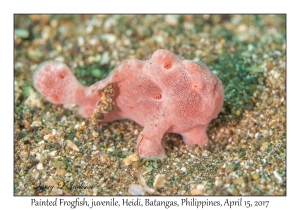 Painted Frogfish