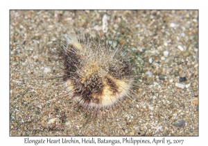 Elongate Heart Urchin