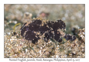 Painted Frogfish