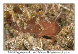 Painted Frogfish