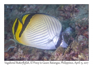 Vagabond Butterflyfish