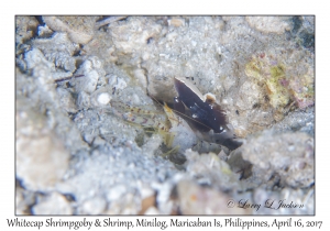 Whitecap Shrimpgoby