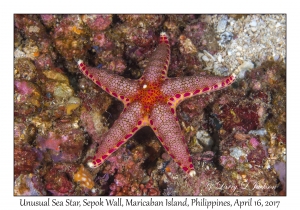 Unusual Sea Star