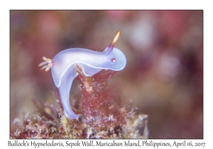 Bullock's Hypselodoris