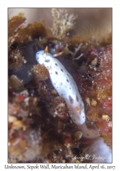 Undescribed Hypselodoris