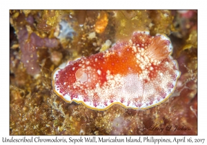 Undescribed Goniobranchus