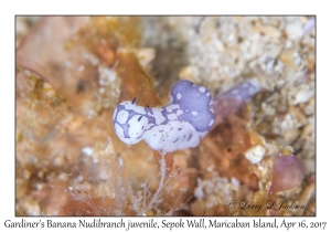 Gardiner's Banana Nudibranch juvenile