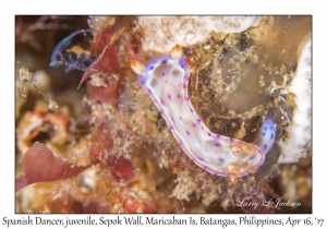 Spanish Dancer juvenile