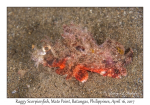 Raggy Scorpionfish