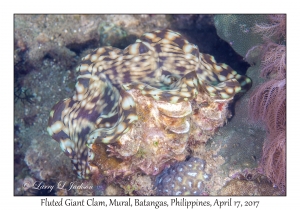 Fluted Giant Clam