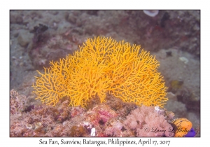 Sea Fan