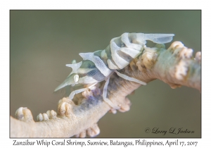 Zanzibar Whip Coral Shrimp