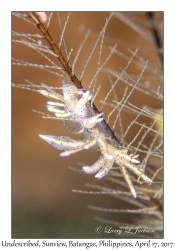 Undescribed Eubranchus