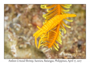 Ambon Crinoid Shrimp