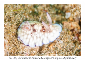 Bus Stop Goniobranchus