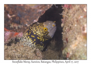 Snowflake Moray