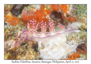 Redline Flabellina