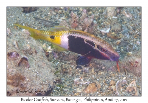 Bicolor Goatfish